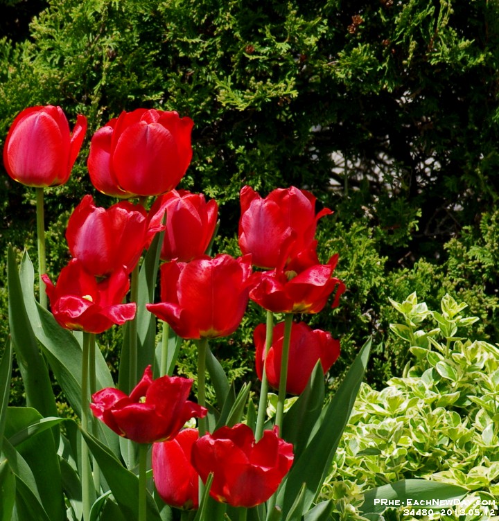 34480CrLe - Photgraphing the neighbours' tulips